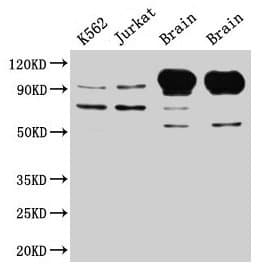 IHC-plus™ MAG Antibody (aa 25-516)