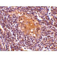 AIM / CD5L Antibody