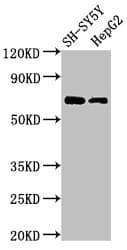 C7orf31 Antibody