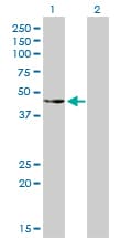 Monoclonal Mouse anti-Human c-Src Kinase / CSK Antibody (clone 3A3, WB)