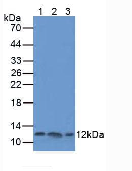 TXN / Thioredoxin / TRX Antibody (aa1-105)