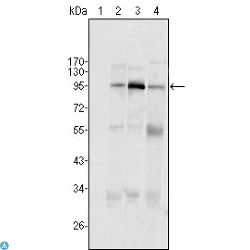 Monoclonal Mouse anti-Human SND1 Antibody (WB)