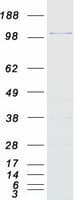 Human SF3B130 / SF3B3 Protein (Recombinant Myc-DDK (Flag))