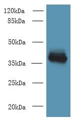 Polyclonal Rabbit anti-Human WNT4 Antibody (IHC, WB)