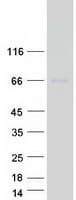 Human NRP1 / Neuropilin 1 Protein (Recombinant Myc-DDK (Flag))