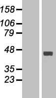 FAM46C Protein (Over-Expression Lysate Myc-DDK (Flag))