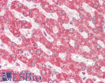 Polyclonal Rabbit anti-Human TXN2 / Thioredoxin 2 Antibody (C-Terminus, IHC, WB)