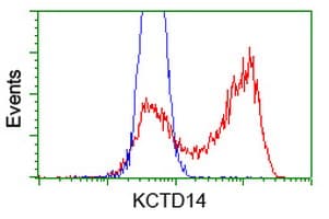 Monoclonal Mouse anti-Human KCTD14 Antibody (clone OTI3C7, IF, WB)