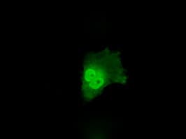 Monoclonal Mouse anti-Human ANXA10 / Annexin A10 Antibody (clone OTI4D8, IF, WB)