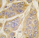 NANOS1 / NOS1 Antibody (aa263-292)