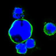 IHC-plus™ ISLET-1 / ISL1 Antibody (aa 150-349, clone 1H9)