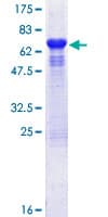 Human ST13 Protein (Recombinant GST)