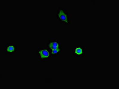 SPFH2 / ERLIN2 Antibody
