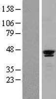 SAV1 / WW45 Protein (Over-Expression Lysate Myc-DDK (Flag))