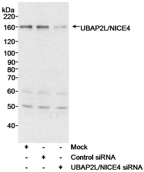 Polyclonal Rabbit anti-Human UBAP2L Antibody (aa1025-C-term, WB)