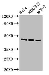 MAP2K7 / MEK7 Antibody