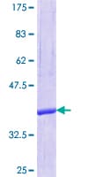 Human SEC14L2 Protein (Recombinant GST, N-terminus)