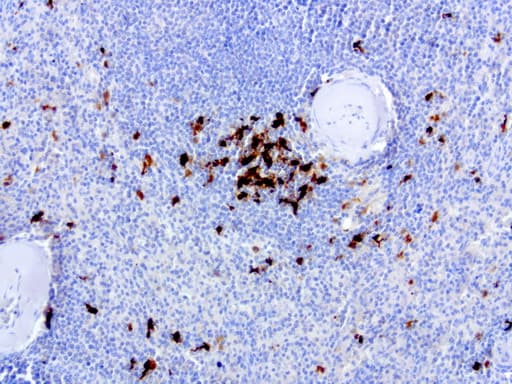 Monoclonal Mouse anti-Human IDO1 / IDO Antibody (clone UMAB126, Carrier-free, IHC, IF, WB)