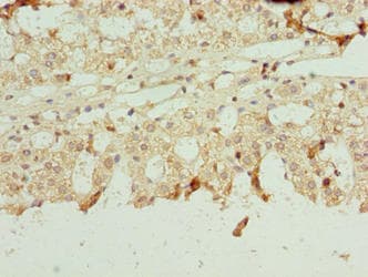 NETO2 Antibody