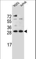 HMG1 / HMGB1 Antibody (aa9-36)