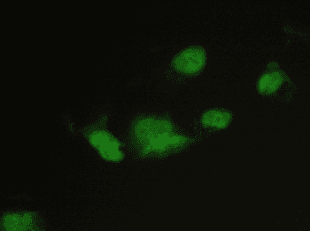 CHM / REP1 Antibody