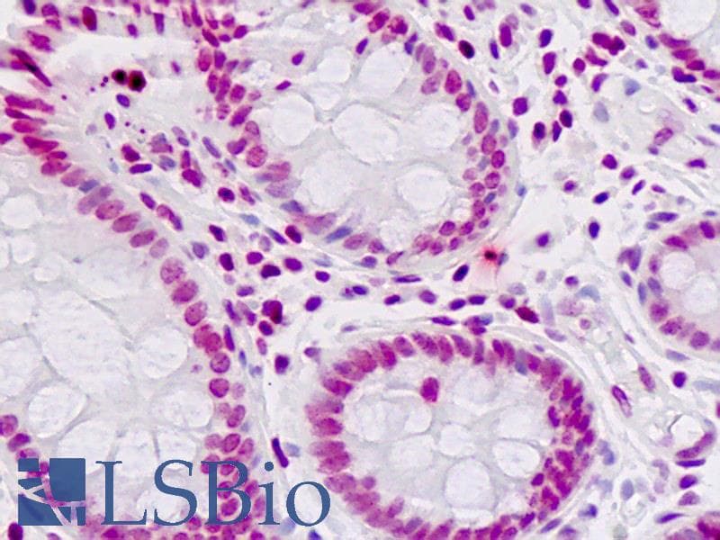 IHC-plus™ Histone H4 Antibody (N-Terminus)