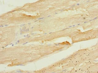 CALU / Calumenin Antibody