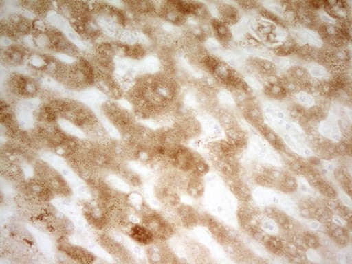 PON3 Antibody (aa30-319, clone OTI1F12)