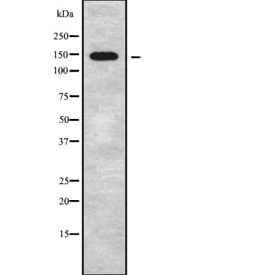 SCAF8 Antibody
