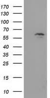 EXD1 Antibody (clone OTI5B5)