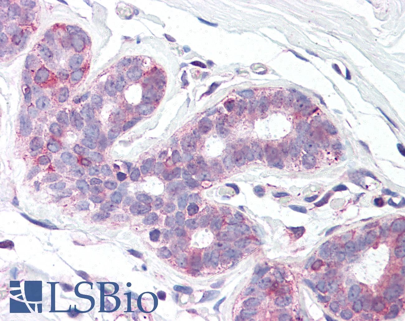 IHC-plus™ SLC39A6 / LIV-1 Antibody (N-Terminus)