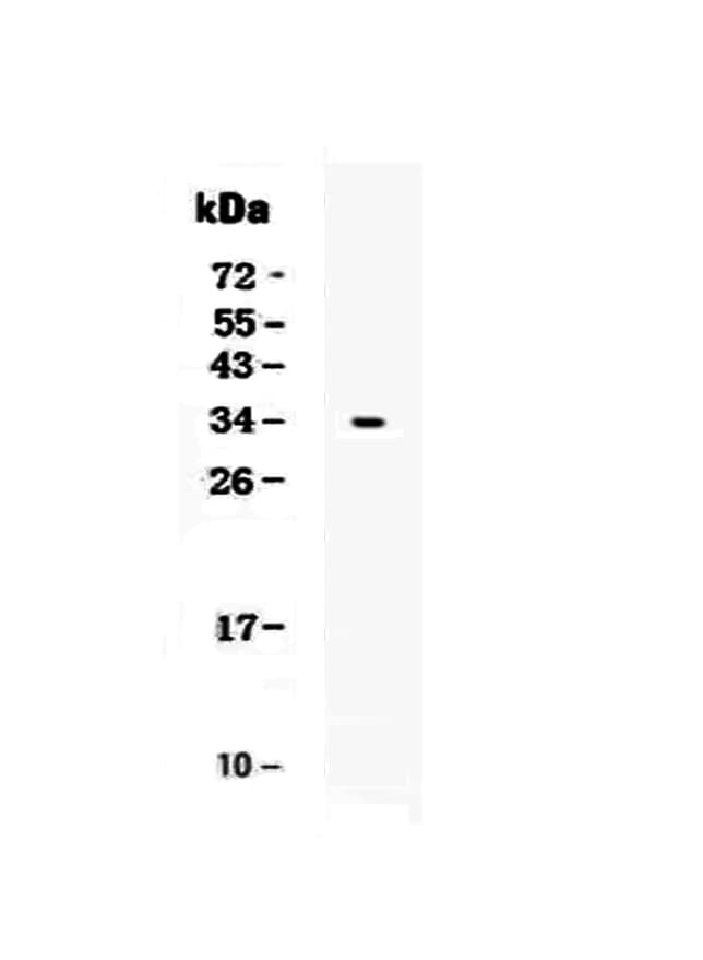 CD7 Antibody