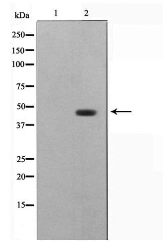 DNAJB1 / Hsp40 Antibody