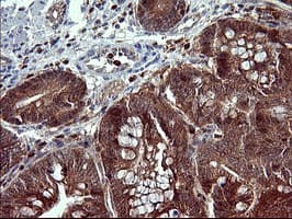 BID Antibody (clone OTI2A2)