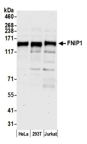 FNIP1 Antibody (aa775-825)