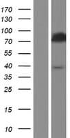 ACS5 / ACSL5 Protein (Over-Expression Lysate Myc-DDK (Flag))
