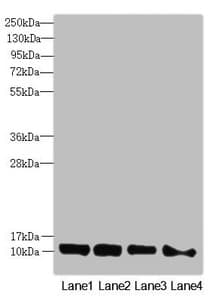 Polyclonal Rabbit anti-Human DNAJC19 Antibody (IHC, WB)