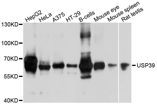 USP39 Antibody