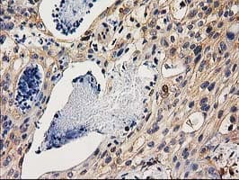 CHCHD5 Antibody (clone OTI9E6)