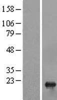TSEN15 Protein (Over-Expression Lysate Myc-DDK (Flag))