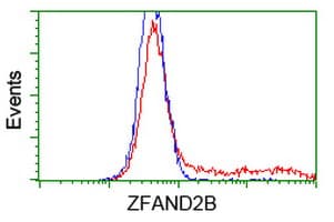 Monoclonal Mouse anti-Human ZFAND2B Antibody (clone OTI1G9, IF, WB)
