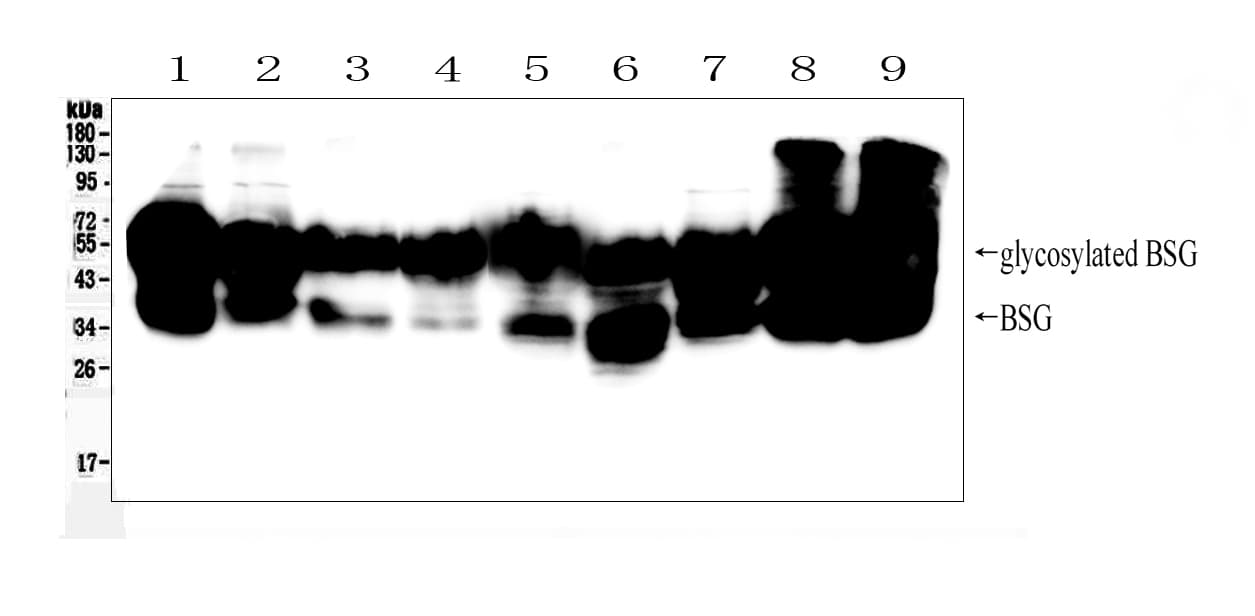 Basigin / Emmprin / CD147 Antibody