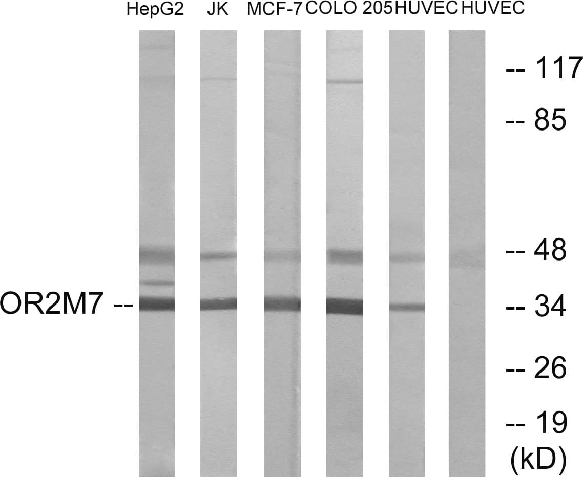 OR2M5 Antibody (aa241-290)