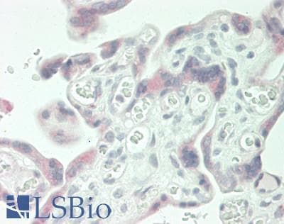 IHC-plus™ RPS8 / Ribosomal Protein S8 Antibody (Internal)