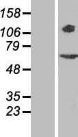 Human RPGR Protein (Over-Expression Lysate Myc-DDK (Flag))