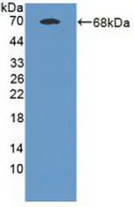 MAN1A1 Antibody
