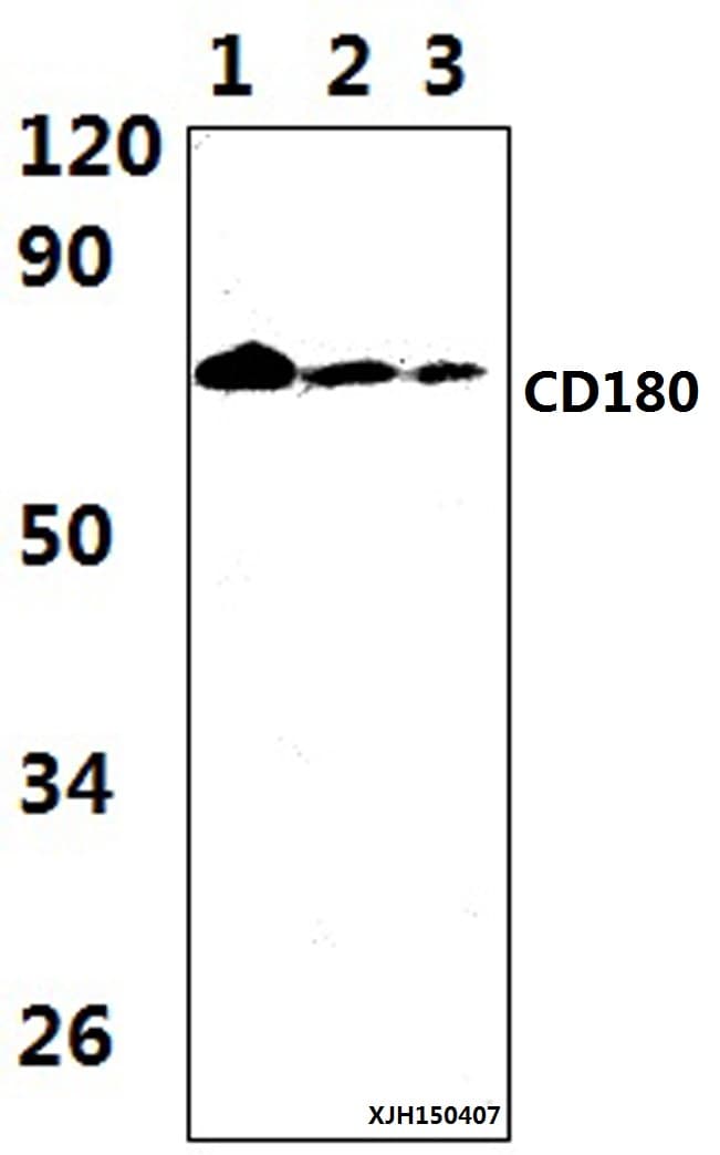 RP105 / CD180 Antibody