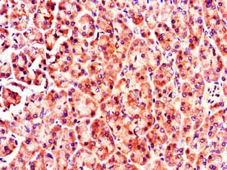 MX1 / MX Antibody