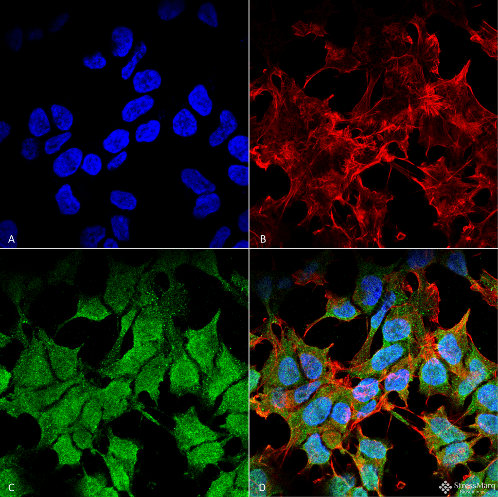 KCNJ8 / Kir6.1 Antibody (clone S366-60, RPE)