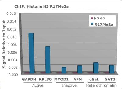 HIST3H3 Antibody (Asym-Me2-Arg17)